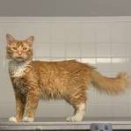 The Orange Tabby Cat — 8 Fun Facts - Catster