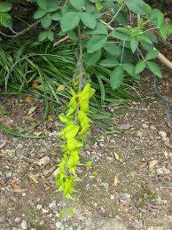 Image result for Crotalaria torrei