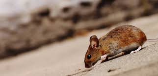 Insects such as cockroaches, mosquitoes, and flies, or rodents such as rats or mice are all examples of household pests. Diy Guide Best Ways To Get Rid Of Mice