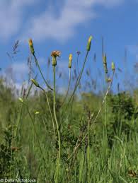 Image result for Pseudopodospermum hispanicum