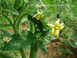 Dec 14, 2018 · tomato flower anatomy there can be as many as a dozen yellow flowers on a single tomato branch or as few as one. Tomatoes Toxicity Botanical Online