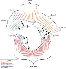 Image result for Rumex lanceolatus
