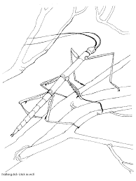 Net als de paarden kleurplaten van kleurplaat24. Kleuterdigitaal Wandelende Tak Kleurplaat 02 Kleurplaten Insecten Takken