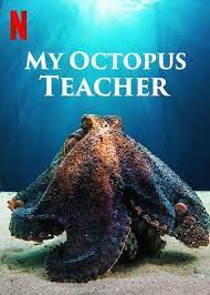 Check Out My Octopus Teacher On Netflix Octopus The Truman Show Teacher