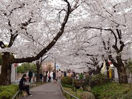 Résultat de recherche d'images pour "北沢川緑道"