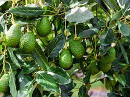 This is a list of countries by avocado production from 2016 to 2018, based on data from the food and agriculture organization corporate statistical database. Avocado Information Planting Avocado Trees And Avocado Tree Care
