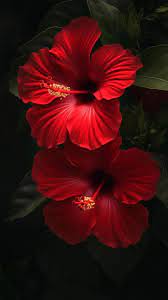 Imágenes De Flores | TikTok