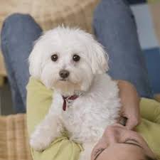 Baby Maltese Shih Tzu Black And White How To Care For Your Shih Poo Step By Step Cuteness Shih Poo Shipoo Puppies Pets