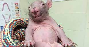 Add to favorites baby, girl, boy nursery decor. Wie Suss Wombat Baby Verzuckt Internetnutzer