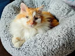 Bought my Top Cat Marley, a new big bed, but he's not getting a look in.  The beautiful (you can call male cats beautiful, right?) Iggypop has nabbed  it for himself 😂.