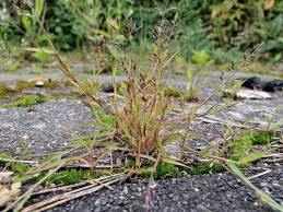Image result for Eragrostis minor
