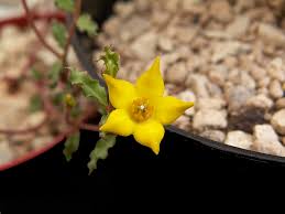 Image result for Brachystelma