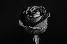 It is not a dried flower, but natural grown and treated so it has the ability to take up moisture from the air. The Black Rose History Meaning And Symbolism Venus Et Fleur