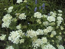 White finch orlaya is an interesting novelty cut flower to add to your cut flower repertoire. Photo Of The Entire Plant Of White Lace Flower Orlaya Grandiflora Posted By Poisondartfrog Garden Org