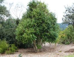 Image result for Halleria lucida