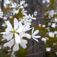 Image result for Amelanchier laevis