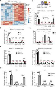 309) episode 132 (english subtitles) onur, who must marry and have children in order to get the inheritance left by his grandfather and become. Differential Wnt Mediated Programming And Arrhythmogenesis In Right Versus Left Ventricles Journal Of Molecular And Cellular Cardiology