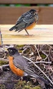 Baby Bird Identifier By Picture Easy Tips For Identifying Baby Birds Baby Bird Robin Bird Bird Identification