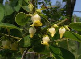 I awaken in a house in the style of stucco or cement as in mostly tropical climes. American Persimmon Diospyros Virginiana