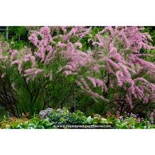 Image result for tamarix ramosissima pink cascade