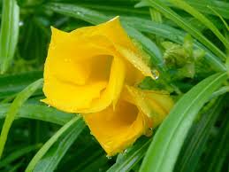 Image result for Cascabela