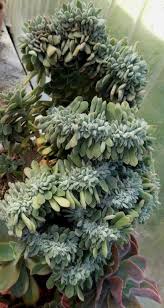Echeveria leucotricha, also known as echeveria pulvinata var. International Crassulaceae Network