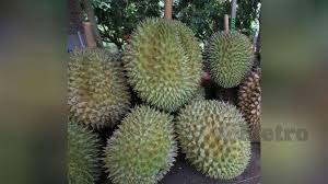 Transaksi jual beli melibatkan penjual dan pembeli. Harga Durian Ikut Model Kereta