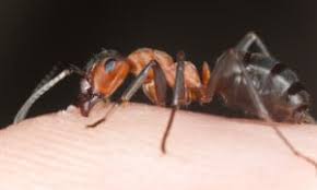In st petersburg, fl | total air inc. Southeast Florida Pest Control Boca Raton Fl Pest Control Mapquest