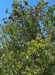 Image result for Falkia oblonga