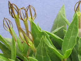 Image result for Ceropegia conrathii