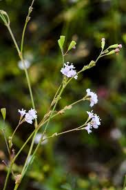 Image result for Boerhavia erecta