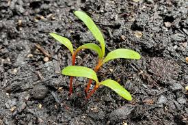 Find out which is better and their overall performance in the vegetable ranking. Vegetable Seedling Identification Pictures And Descriptions Of Common Vegetables The Old Farmer S Almanac