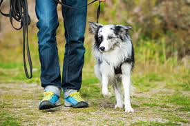 How to train a dog to walk on a leash without pulling. Leash Training A Puppy Or Dog Step By Step Guide Tractive Blog