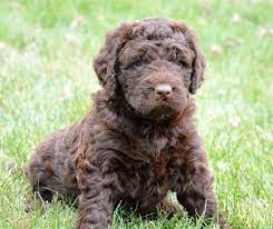 Gorgeous Newfypoo Puppies Up For Adoption Newfiedoodle Newfypoo Newfy Poodle Puppy Puppies Newfypoopuppies F1b Doodle Puppy Puppies For Sale Puppies
