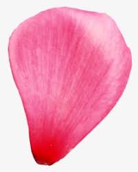 Are you looking for the best 6 petal flower clipart for your personal blogs, projects or designs, then clipartmag is the place just for you. Flower Petals Png Images Transparent Flower Petals Image Download Pngitem