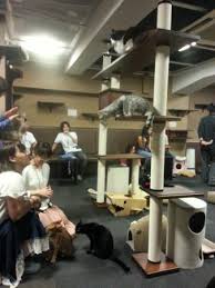 A cat cafe is not a place that serves cat sandwiches. Inside The Cat Cafe Picture Of Cat Cafe Calico Shinjuku Kabukicho Tripadvisor