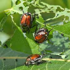 Several products are effective at controlling japanese beetles, but unfortunately, most of the chemicals in them are also harmful to important pollinators like bees and other beneficial insects like ladybugs. How To Get Rid Of Japanese Beetles Planet Natural