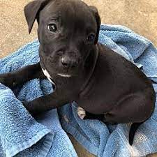 Is a 501 (c) (3) nonprofit organization based in massachusetts. Pin On Please Adopt