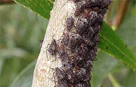 Do wasps die in the winter time? It S War On The Farm As Aphids Invade Wasps Swarm And It Will Most Likely Will Be Won By Native Ladybirds Says Bruce Wills Interest Co Nz