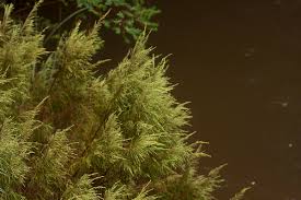 Image result for Passerina montana