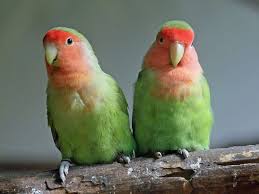 We did not find results for: Cara Ternak Lovebird Agar Cepat Bertelur Lengkap Bagi Pemula My Simple Tricks