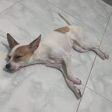 Yêu thương - Cứu trợ chó mèo | Facebook