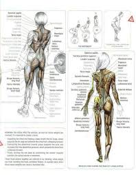Deadlift Arm Workout Women Deadlift Strength Training Anatomy