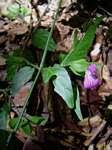 Image result for Dicliptera swynnertonii