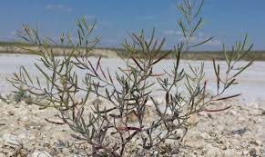 Image result for Hermannia parvula