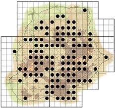 Image result for Gymnosporia tenuispina