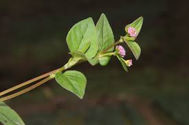 Image result for Persicaria nepalensis