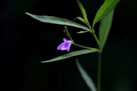 Image result for Justicia incana