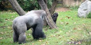 Check out our book and website for more information (www.theinvisibleg. Gorillastory World Gorilla Day Smithsonian S National Zoo