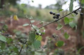 Image result for Solanum scabrum